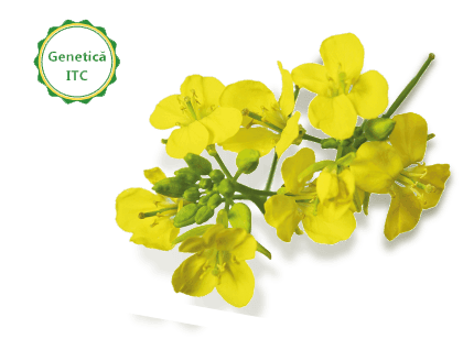 Mustar - Soiuri Antinematodice ITCseeds