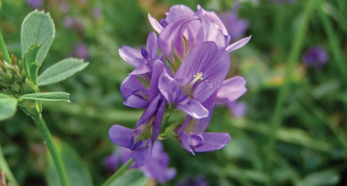 Lucerna Sandra ITCseeds