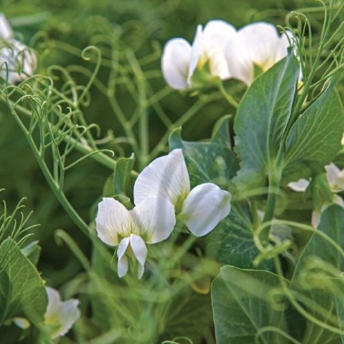 Mazare de Primavara ESO