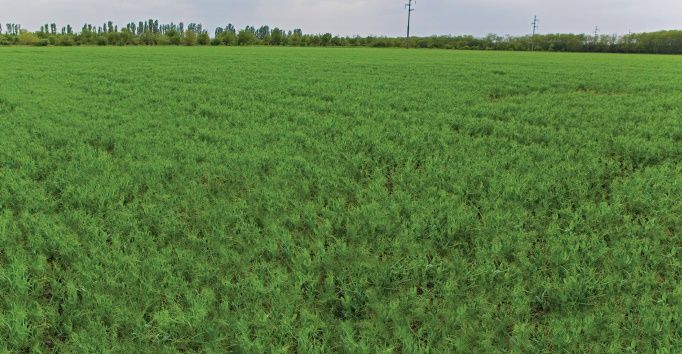 Mazare-de-primavara ITCseeds