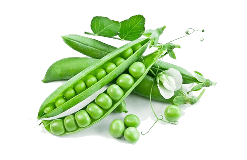 Mazare de primavara XANTOS