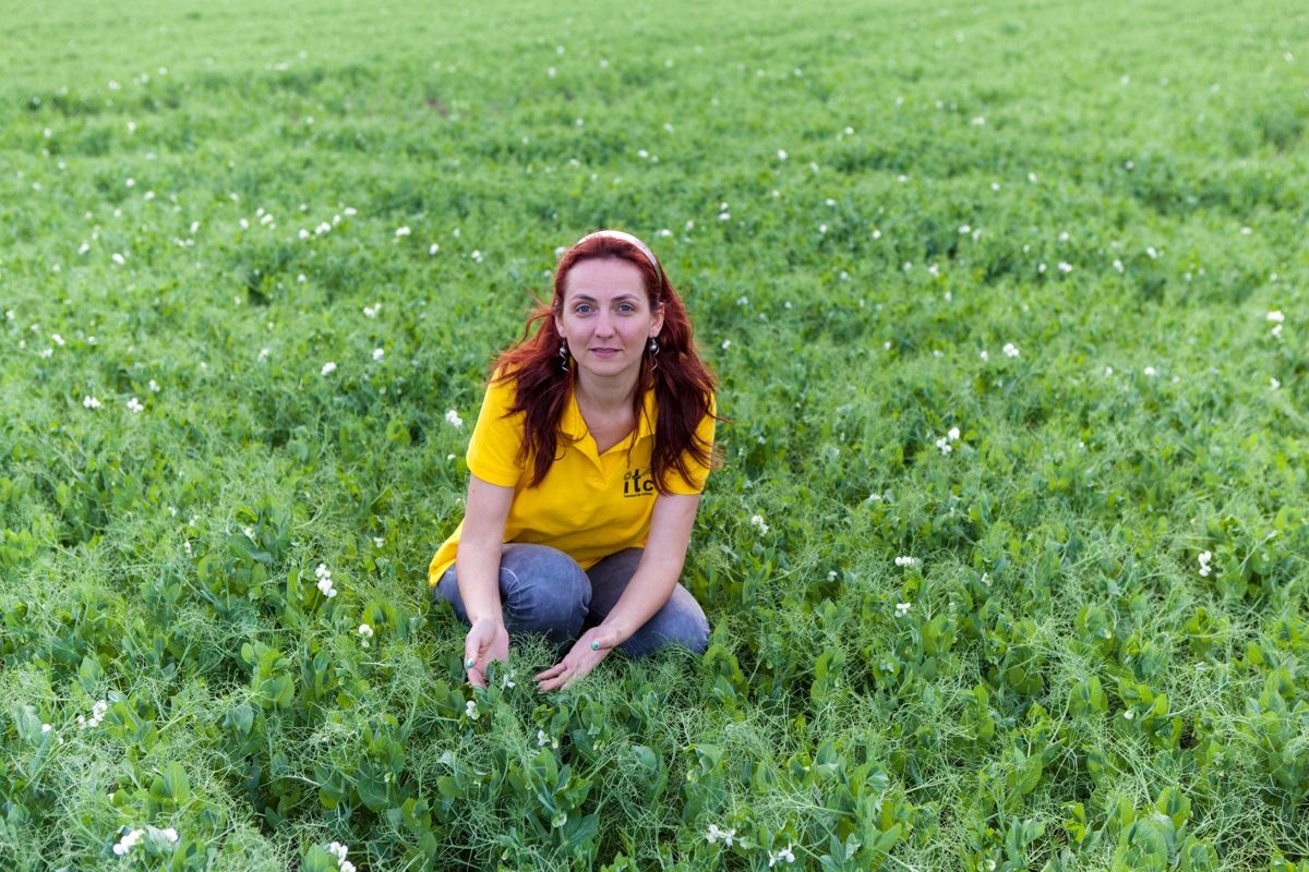 Mazare de toamna IGLOO