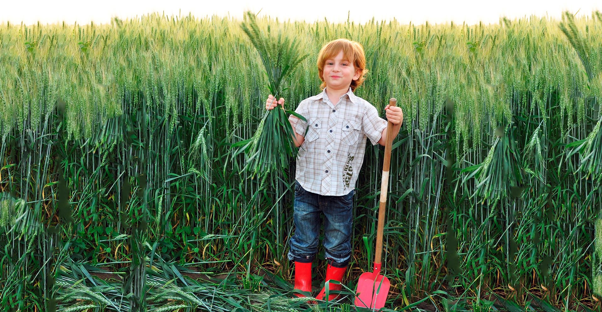 Poza Baietel slider principal - ITCseedes - Seminte Agricole