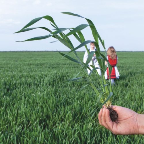 iris 12 grau itc seeds