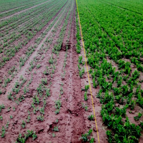 Mazare de toamna si mazare de primavara