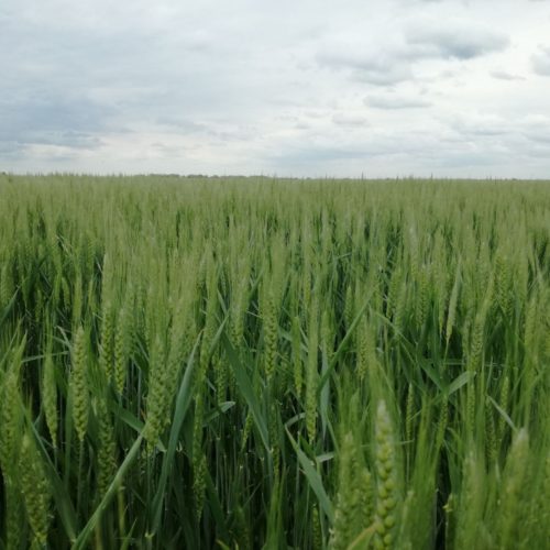 Grau de toamnă iris 12