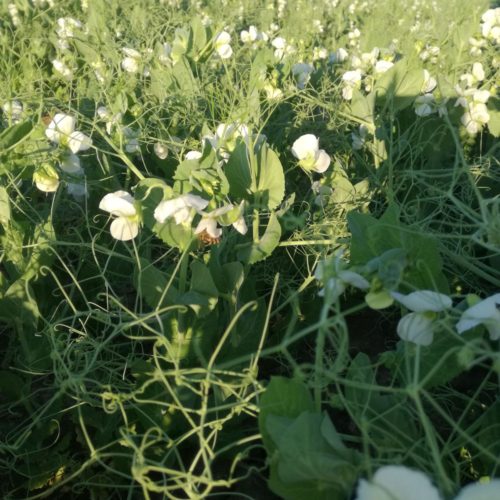 Mazare de toamna preview